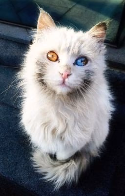 Дневник кота Мурлыки