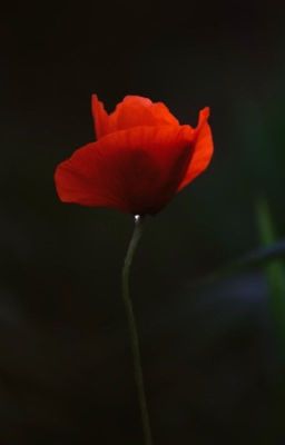 Милая заложница