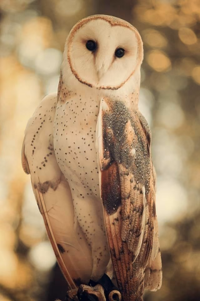 0699327f523a4a68dbc6ba1293a95555.avif