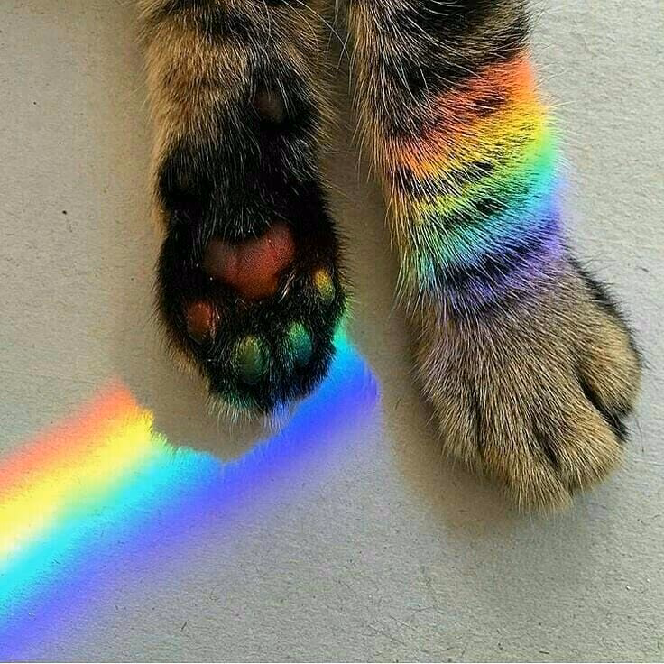 08f4df4f91f4c619a6170b1c8011d2fd.jpg