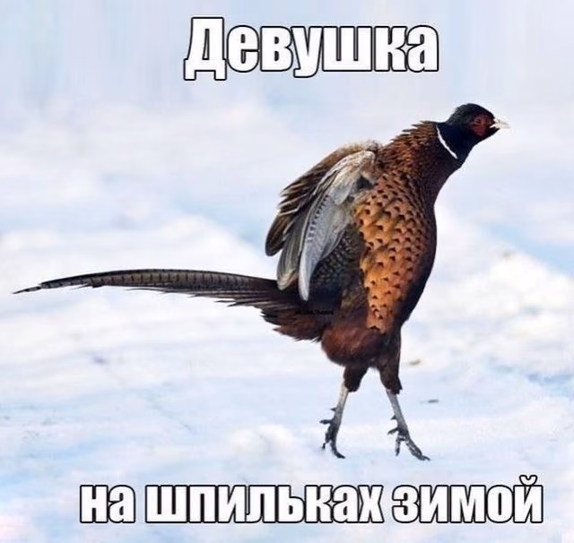 0bfaa4fa82ed948e4512aac1c9c9b65f.jpg