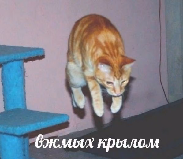 0e3e24efb34e0dfa1343efab95e729aa.jpg