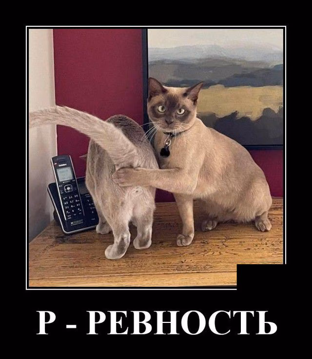 103e6aa6add450329f3baf9d8cee9091.jpg