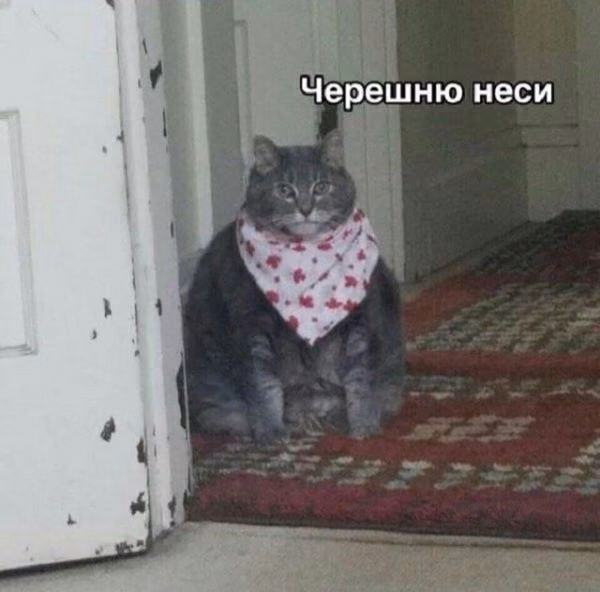 11e9ff12184f0b0c6bb736b098c584b5.jpg