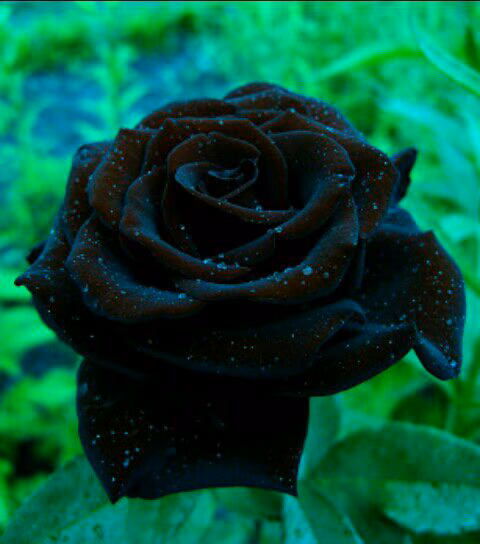12f8846b50c28e38dbd81747f8424bb2.avif