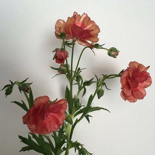 145f60e74e5d4268f656983131de36f6.jpg