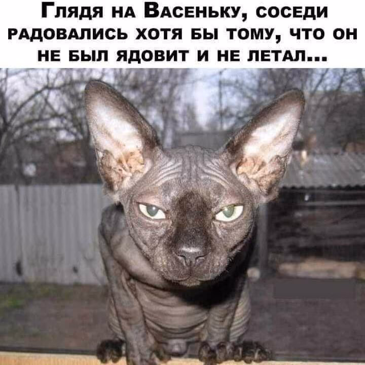 1739e61a245a0044aa60da0dcbd7bd7d.jpg