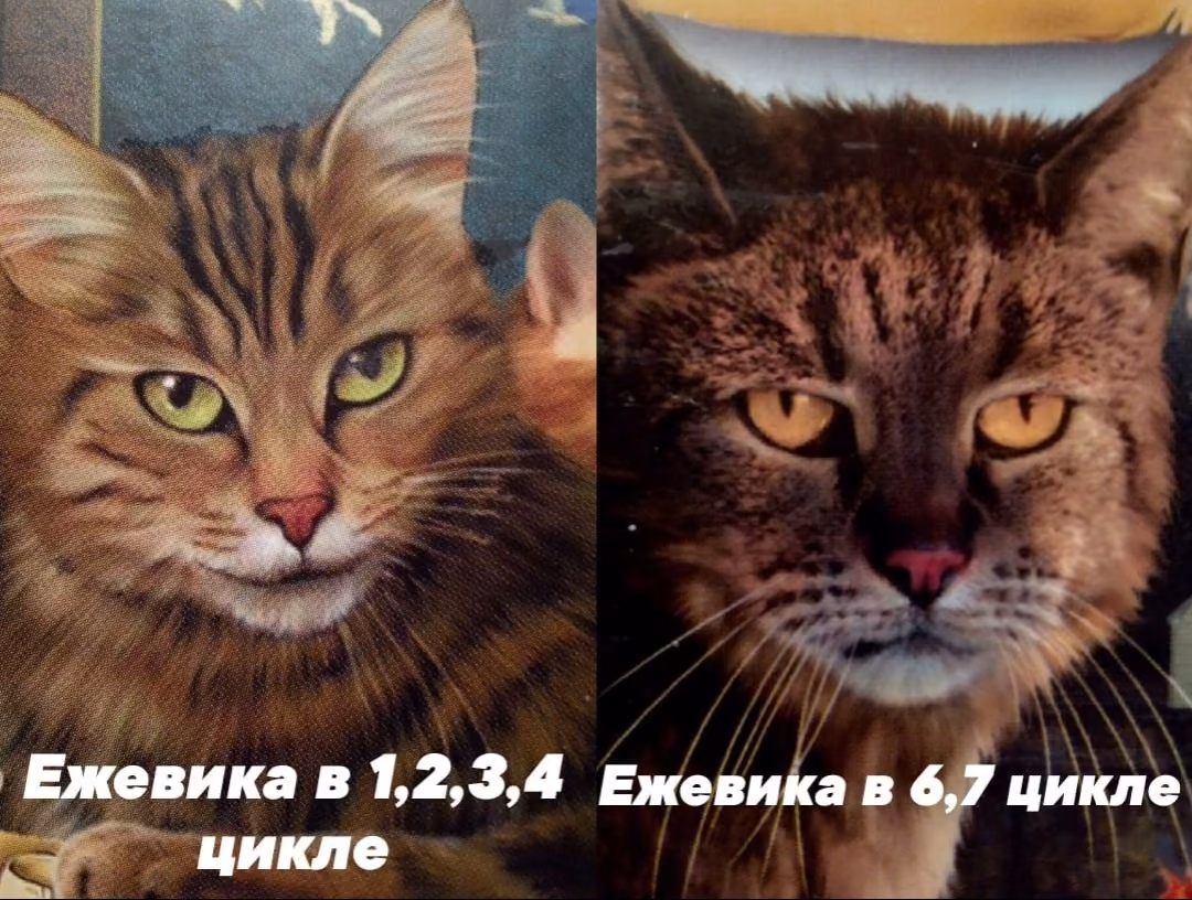 17537af8f739407bd2a0acb9f1515240.avif