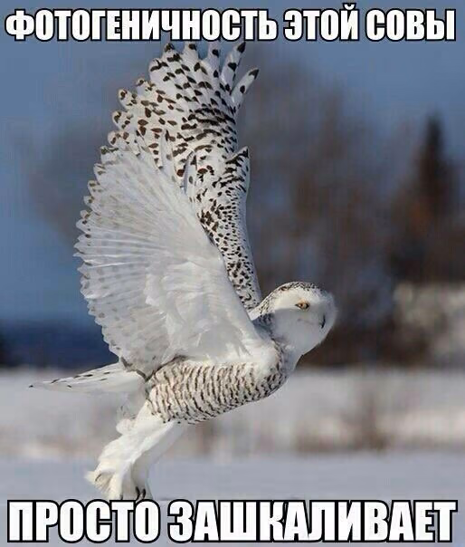 1a9986493d2c06fe11e7e2a68b607c5d.avif