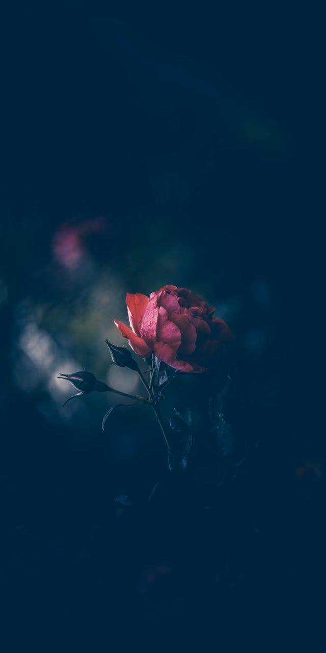 1b6634a2d39352464fa5e5bdc33c1e30.jpg