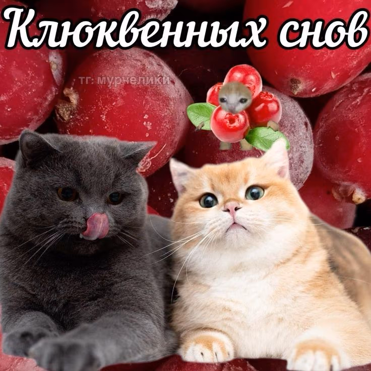 1c5a72ab45dcc4910842c6b66f6cef21.jpg