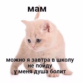 1f452876705a9976d1bd985cf18af122.avif