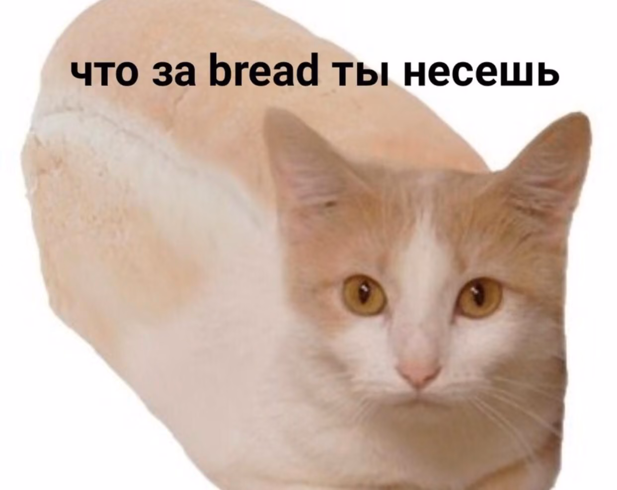 1fcf9314c77824a5b0f724d9aa6ac4d7.avif