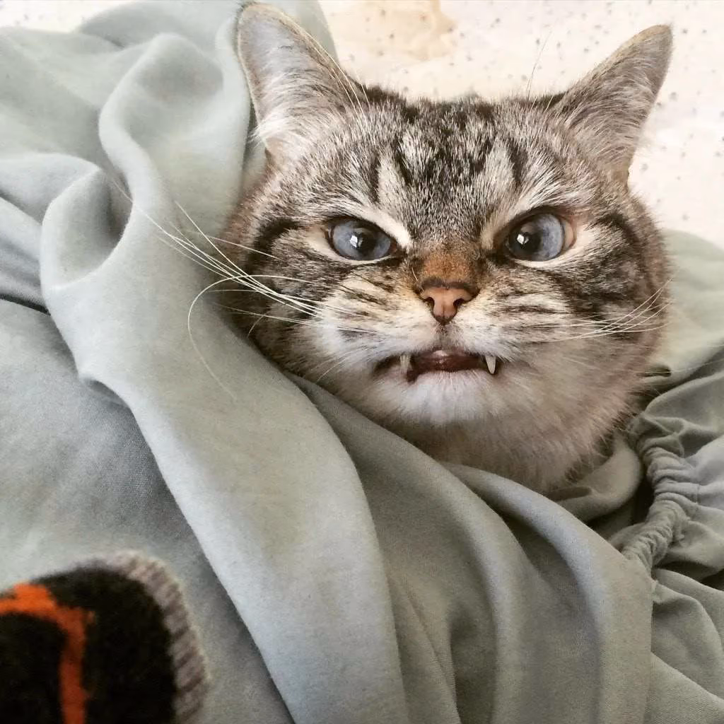 226348372ecbcb2a9f01a7c42bb8895a.avif