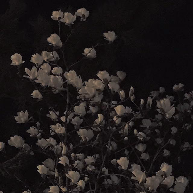 4a6644594a387c04b807fedb8ddf9161.jpg