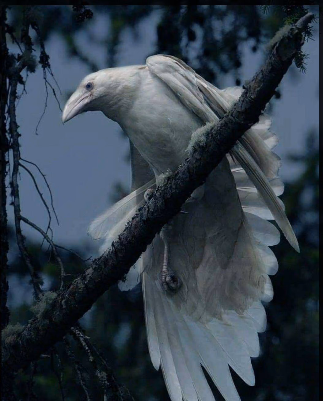 2454bcd113619ccbb27f3a92e77f4b37.avif