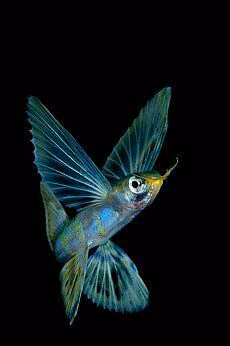 255b54a508f3e16596741ea087c7b4f0.avif