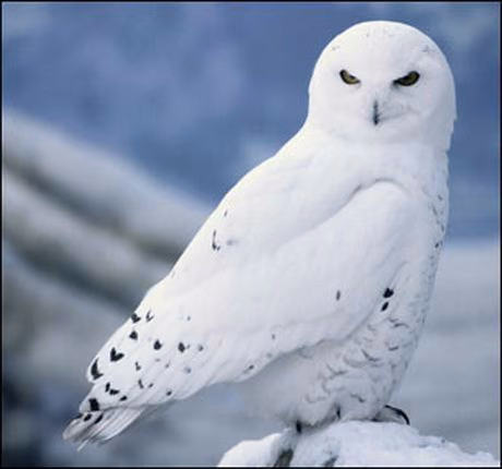 2a8e5781c5c4afdae08b535d3389c490.avif