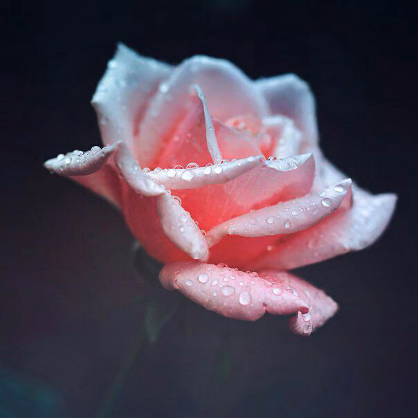 2b869bda7cd0ee9f6032d666c897da43.avif
