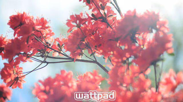 2c2b6145396811c117756836e190d36b.avif