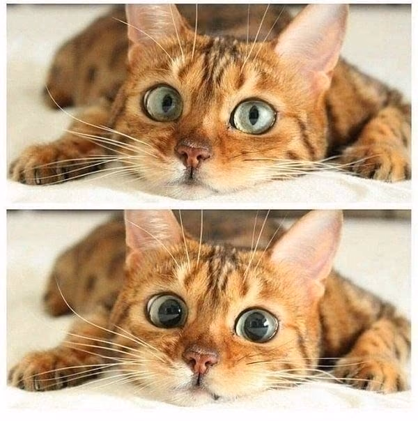 2f1d7da78af0bc9b16820014281b2442.avif