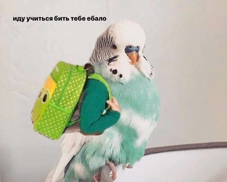 345a885e118a9a9b71763c9c722519bc.avif