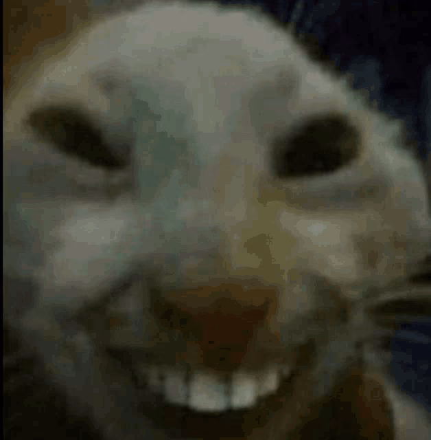 UEbEfHlecw5MLZrrOO3SVsbzy470gz6vuHQ7QXXZ.gif