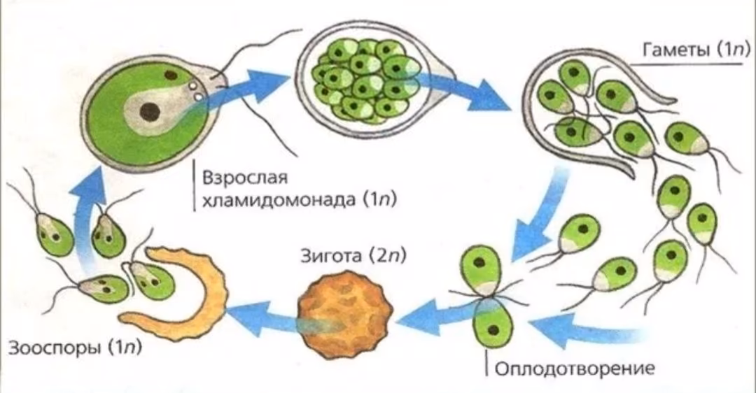 3aa71a51db68cae9ca90c65f5bec87fb.jpg