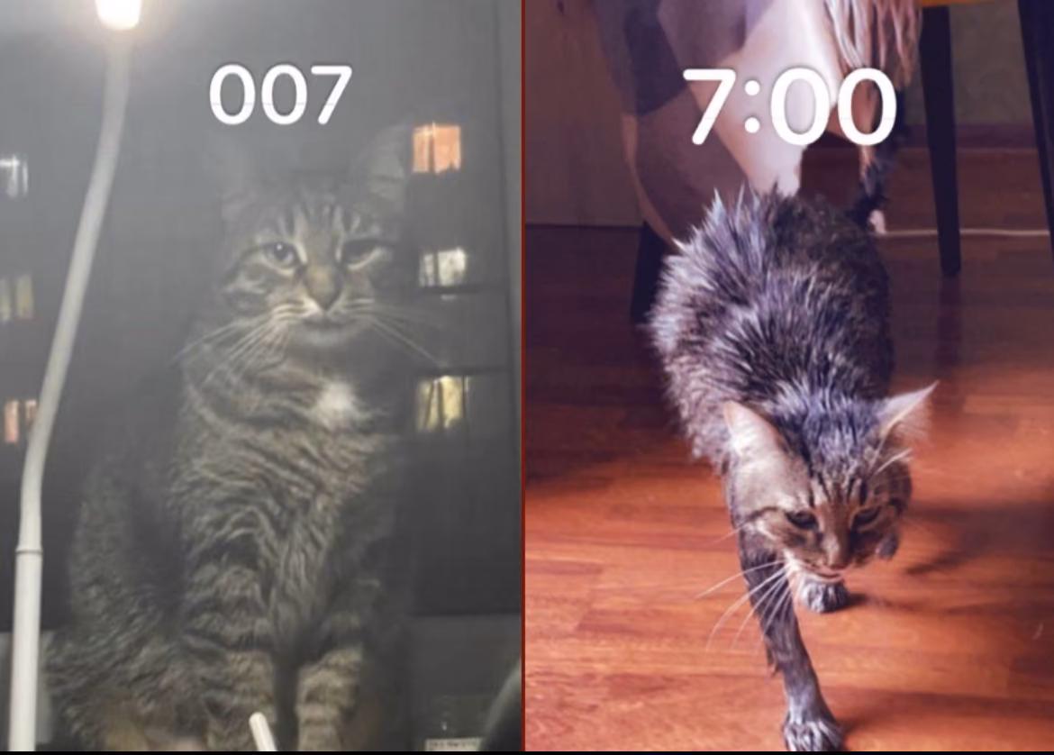 43c31c6b4ae9753f28569c1d6d2eac73.avif