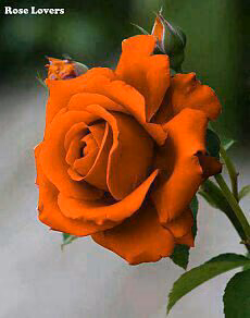 44458c68c135a9afd5006811224c30cd.avif