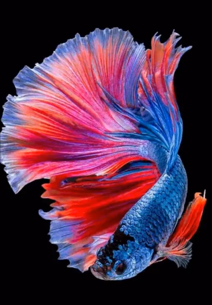 496779c23d0851a5b327f06937b4b70e.avif