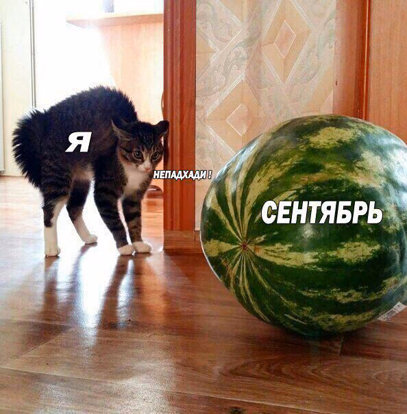 49b38e4f82955736920998b4080b51c6.jpg