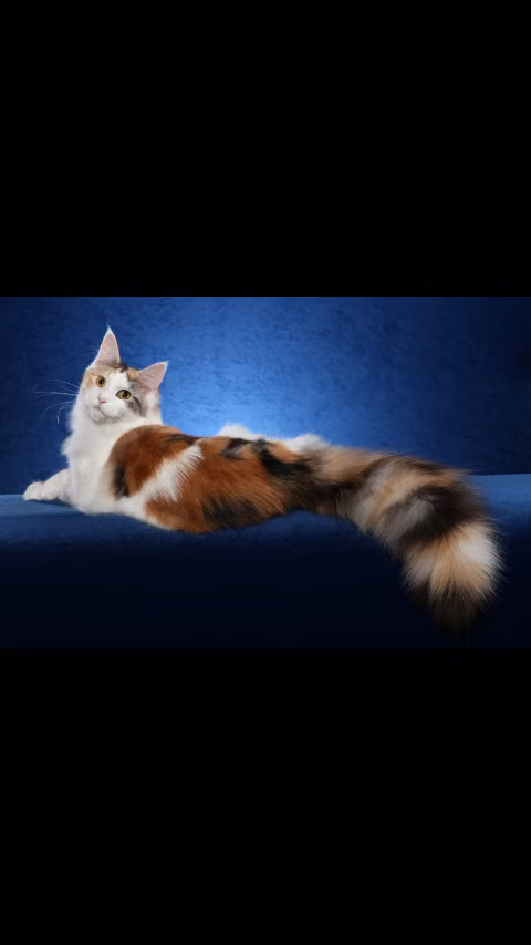 4b994f2a67516dcaa1b30ca74fe6041a.avif