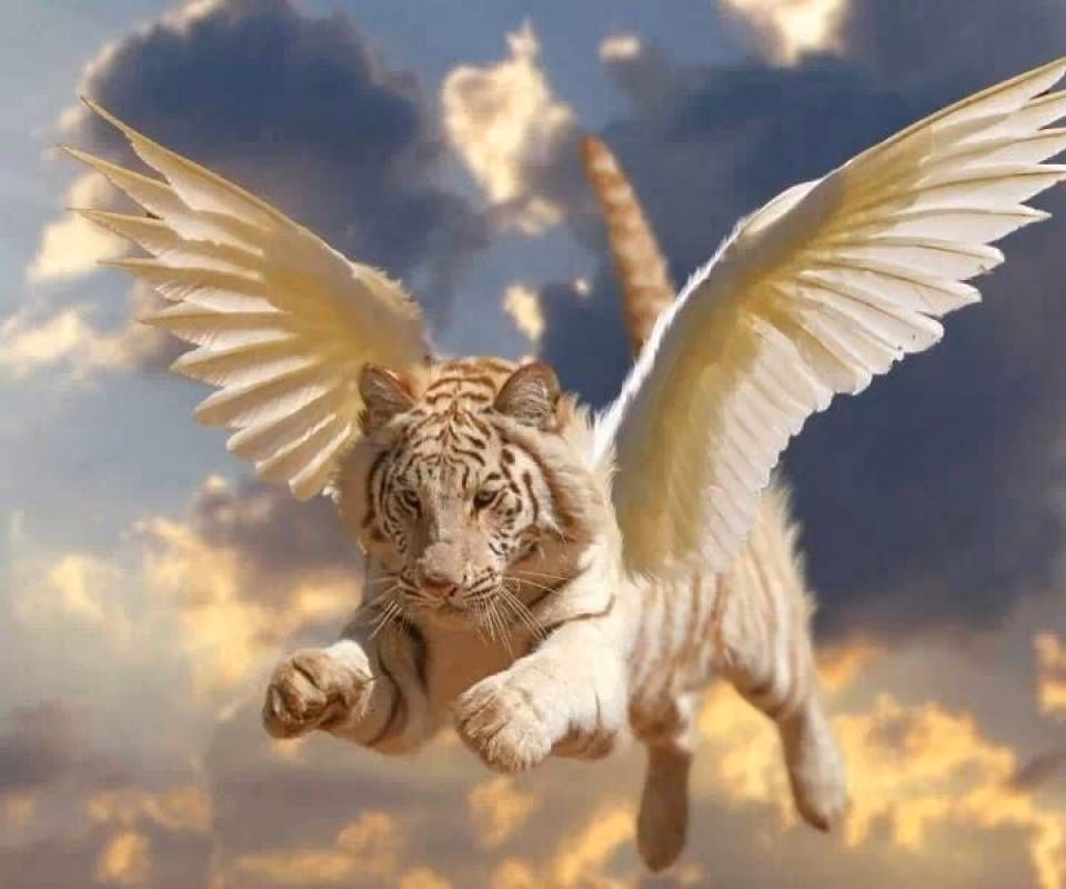 4c4288d1816667aa30ef16254c64f8aa.avif