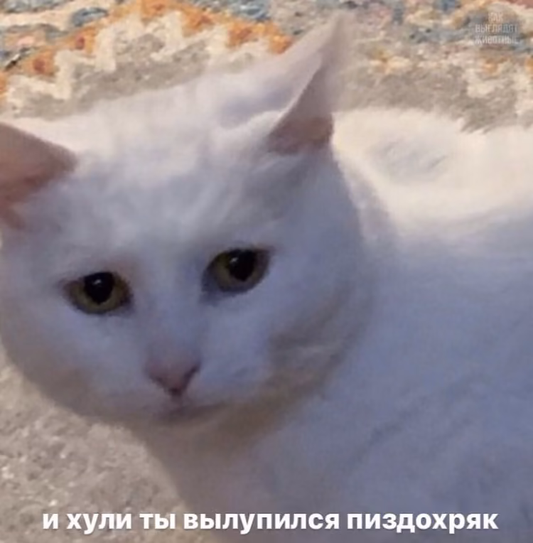 4c9e5b93540aa7f3e83a9199a2b18950.jpg