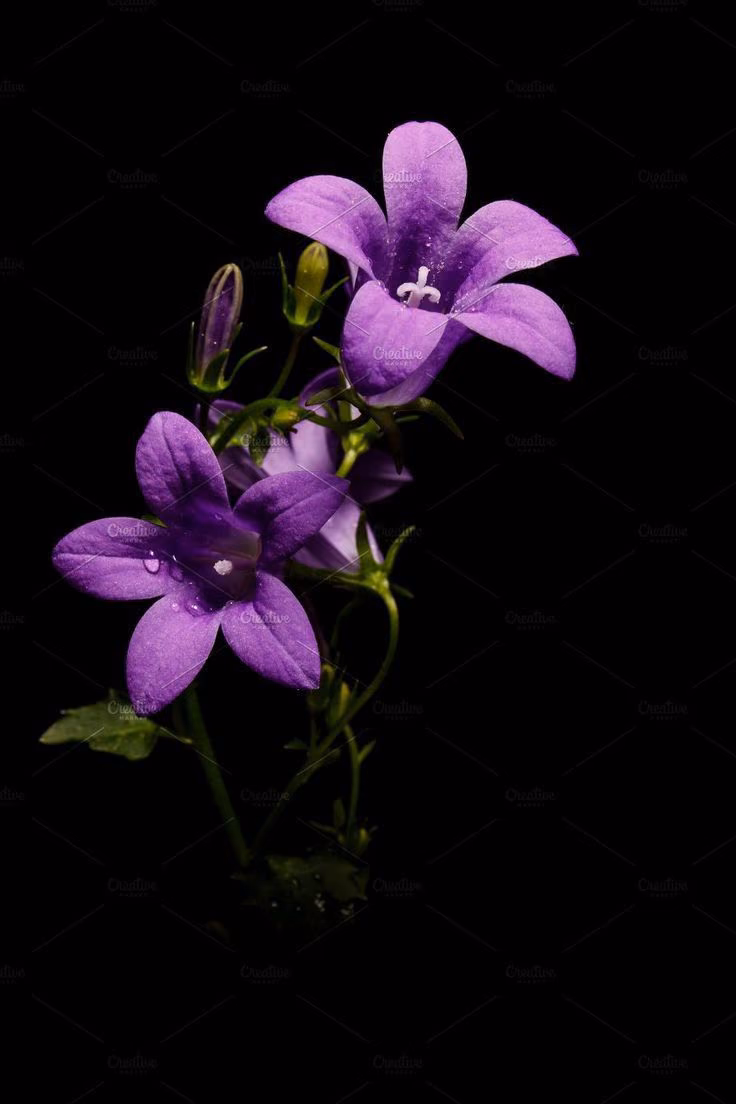 4d679cedc7818f2da17afdf65844ca50.avif