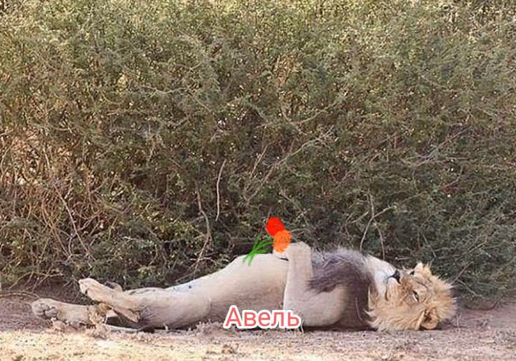 4d89359bef7433413fe54021d4544fc0.avif