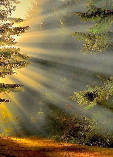 50ad1ab00a20127fcbb683b697c2f387.avif