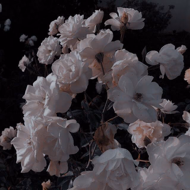51c7e7c2e97206dbbf38ade5c7cc928e.jpg
