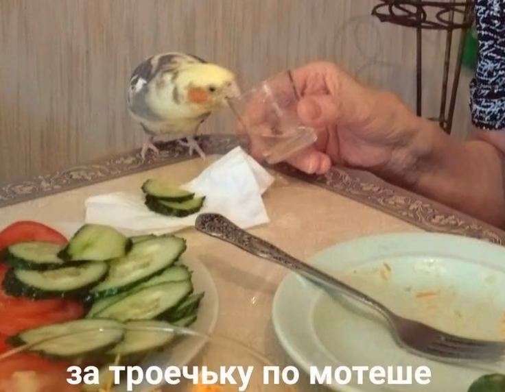 524426e1e8f2359aaa6fac4226470d93.avif