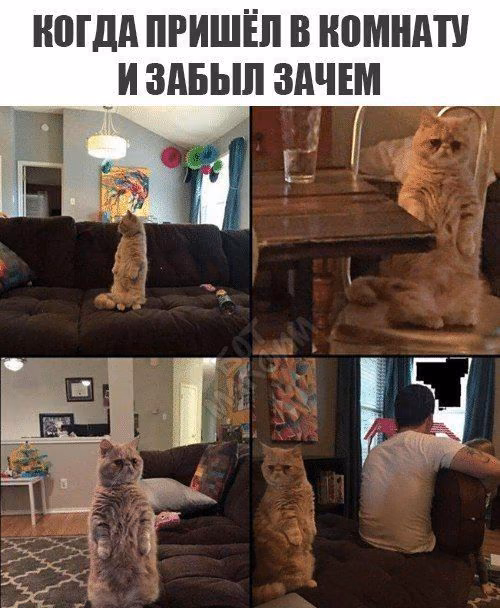 5295908182dce3875291ca937653657e.avif