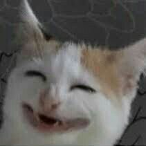 5393d74598b2230e800d8e73a0df368d.jpg