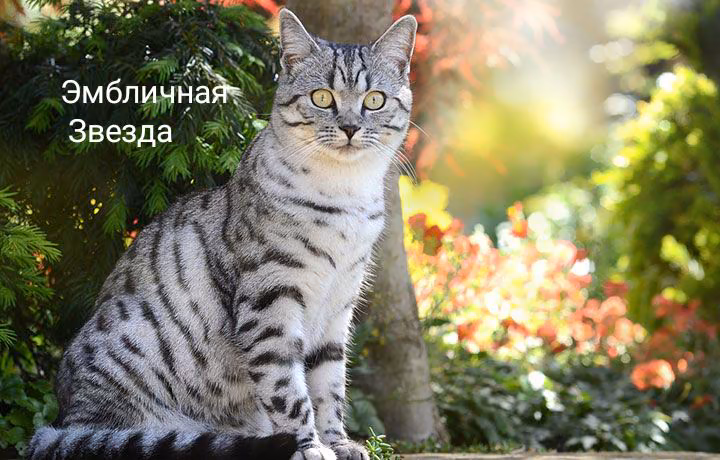 55dd9f2b0501617602b4e22d70e8d64f.jpg