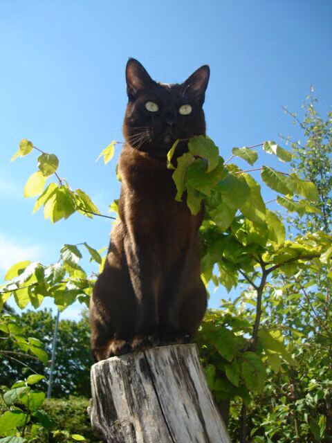 597a2097263414c2a7c28c7ccc4726ea.avif