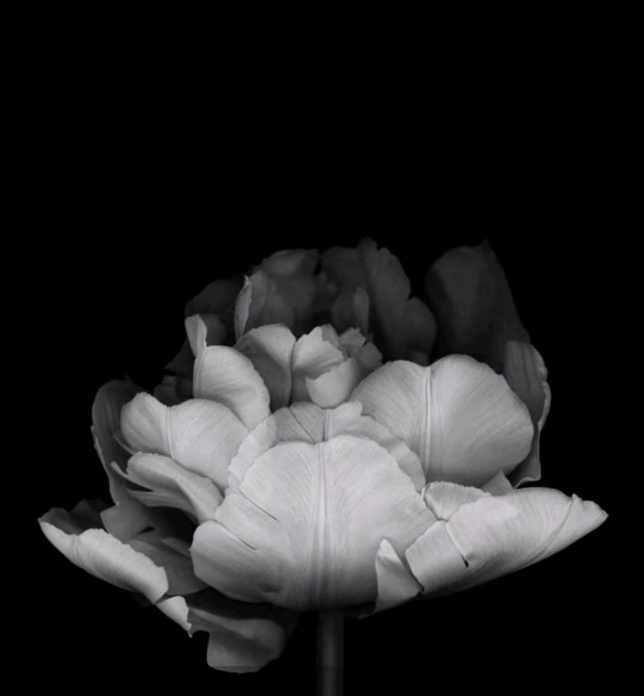 5ece2d98eed0a63fd3bfe55a75c0de8c.jpg