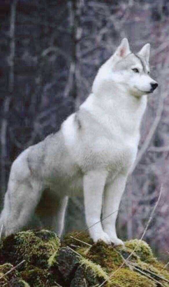 618bc9d96662362571574346404d41d0.avif