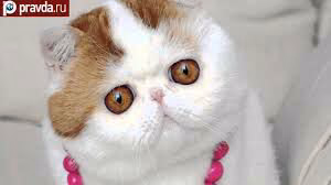 642a71523c4fa931fb0f672faee83f79.avif