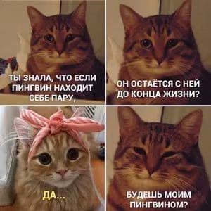 64a82356284dae38c506d7127b06c848.avif