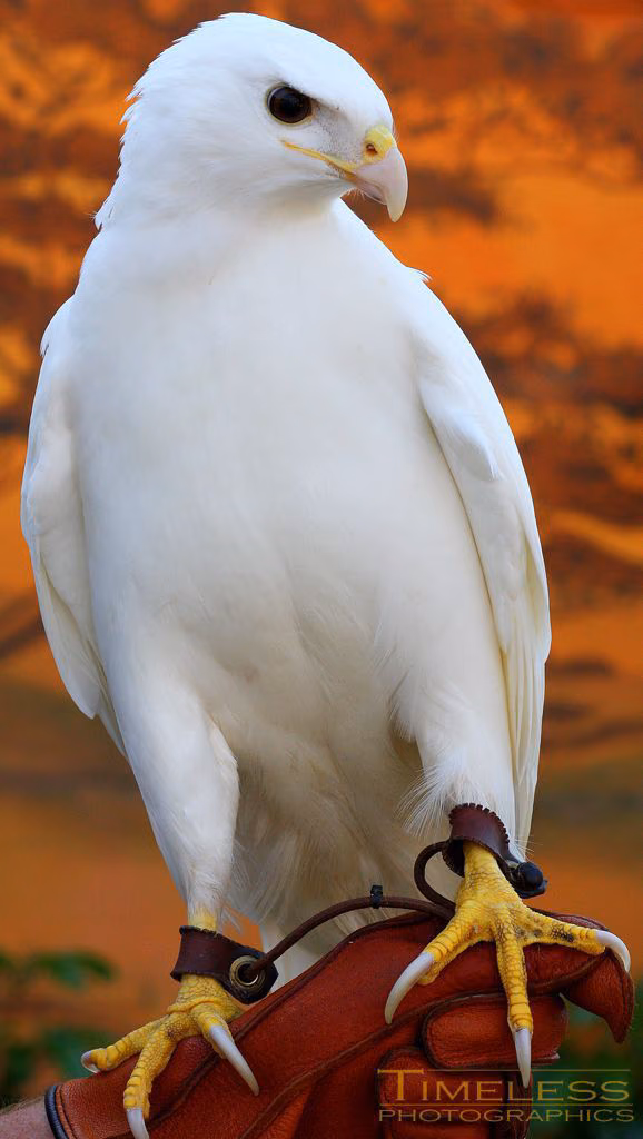 671162d96553228fb4c25f5167436189.avif