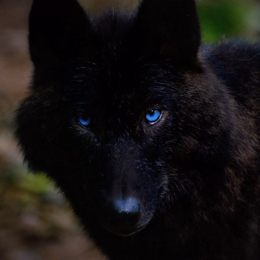6943ab143fb2184003c9046812c89fc9.jpg